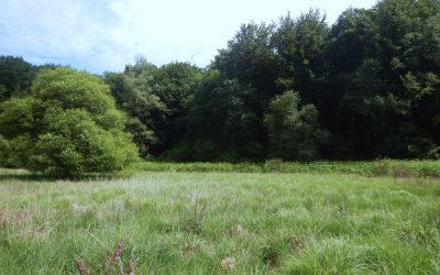 🌿NatalieProject : focus sur une tourbière bientôt restaurée par le PNR de Millevaches en Limousin ! 🌿