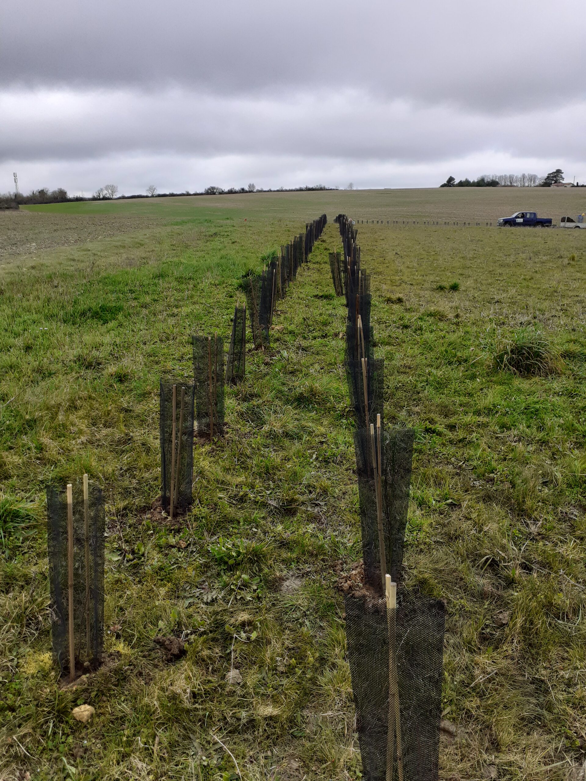 Plantation de haie en mars 2024 sur Chauvigny (sur une parcelle communale située route de la Puye)