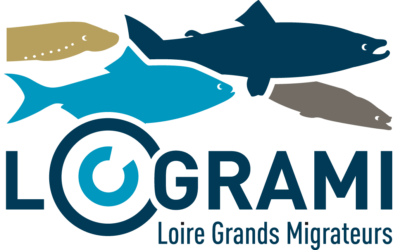 Bassin de la Creuse 🐟 un secteur clé pour les poissons migrateurs